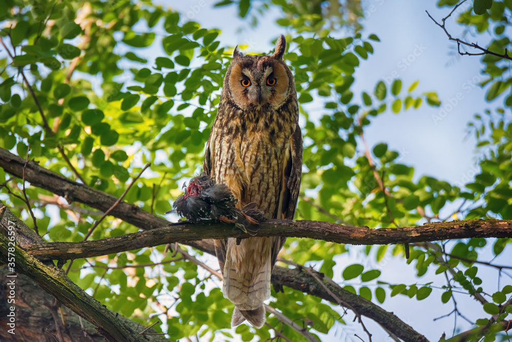 Wild predator bird of long-eared owl sitting on tree branch with prey Wild predator bird of long-eared owl sitting on tree branch with prey