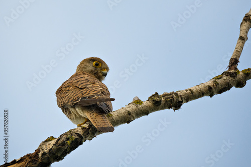 The common kestrel, wild predator bird sits on tree branch photo