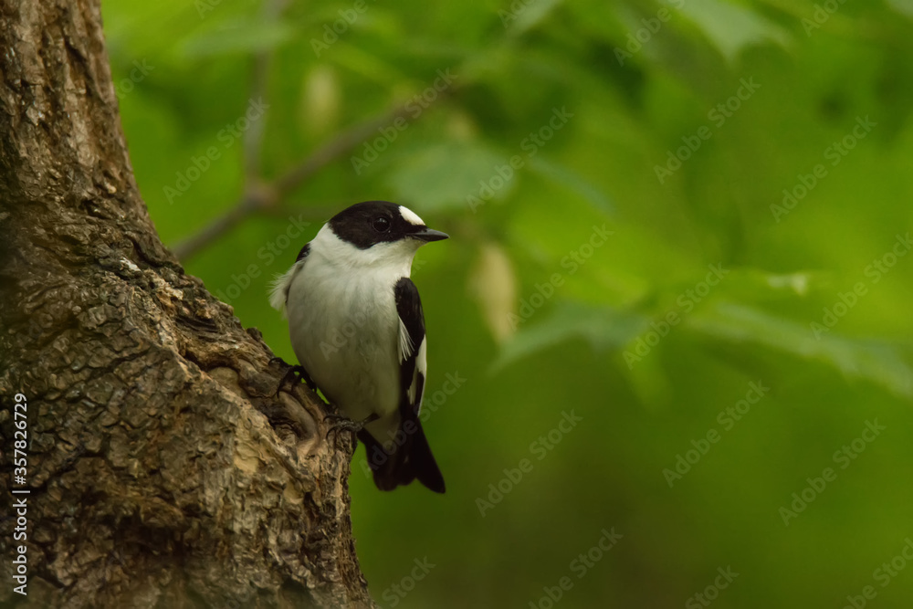 .Beautiful collared flycatcher, wild bird sits on a tree trunk .Beautiful collared flycatcher, wild bird sits on a tree trunk