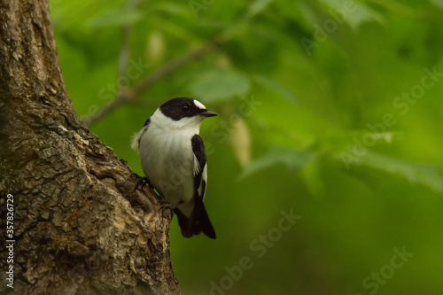 .Beautiful collared flycatcher, wild bird sits on a tree trunk