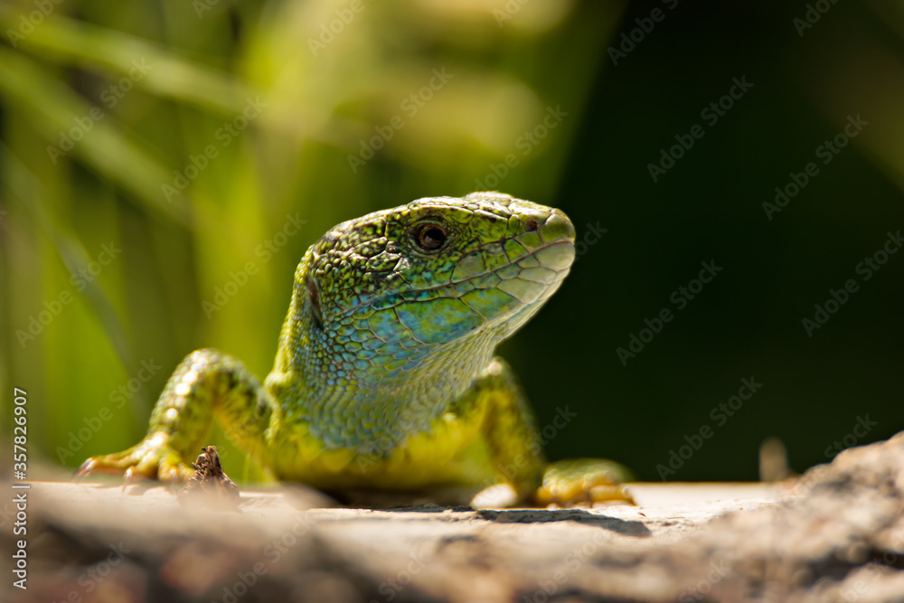 Close-up of beautiful bright green lizard Close-up of beautiful bright green lizard