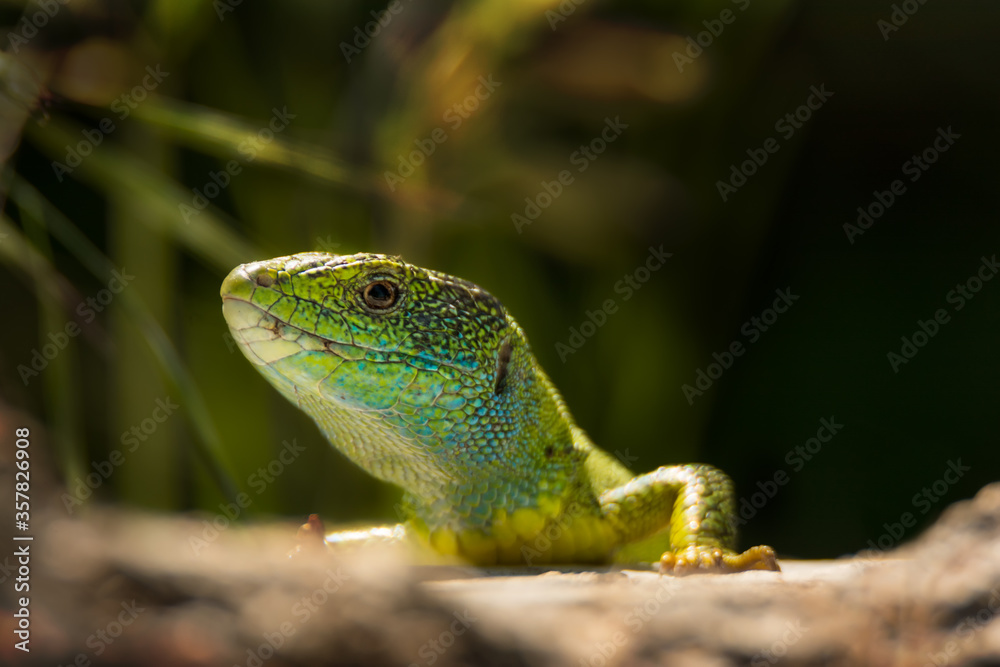 Beautiful bright green lizard portrait Beautiful bright green lizard portrait