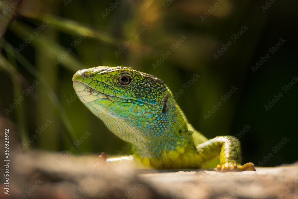 Obraz premium Close-up of beautiful bright green lizard portrait