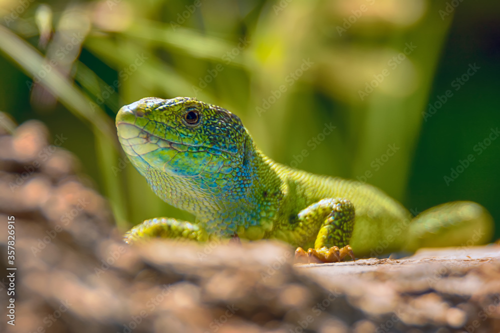 Fototapeta premium Close-up of beautiful bright green lizard