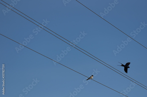 Two bird on the electric wire and blue sky