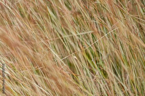 grass motion in the wind