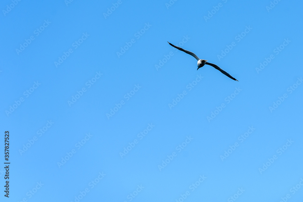 Seagull soars through the sky.