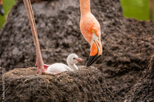 Mother Flamingo Checking on her Baby Chick, American flamingo, Phoenicopterus ruber