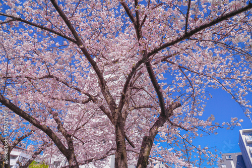 帷子川の満開の桜と街並み