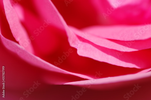 Close-up of beautiful light pink rose flower. Rose blossom. Macro. Isolated. Standalone.