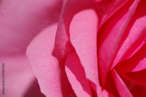 Close-up of beautiful light pink rose flower. Rose blossom. Macro. Isolated. Standalone.