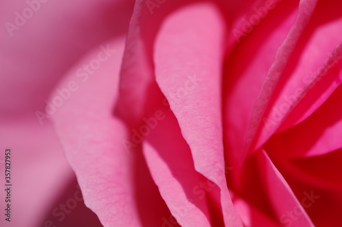 Close-up of beautiful light pink rose flower. Rose blossom. Macro. Isolated. Standalone.