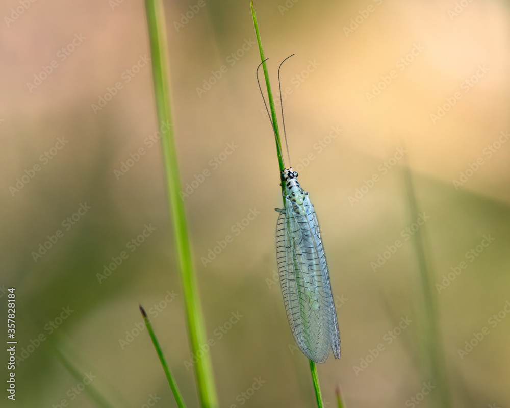 Green Lacewing (Chrysopa perla) hunting for aphids. It is an insect in the Chrysopidae family. The larvae are active predators and feed on aphids and other small insects.