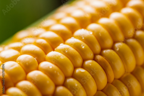 Closeup image of fresh yellow corn.