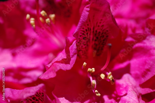 Close-up of beautiful bright pink rhododendron blossom. rhododendron flower. Isolated. Macro. Standalone.