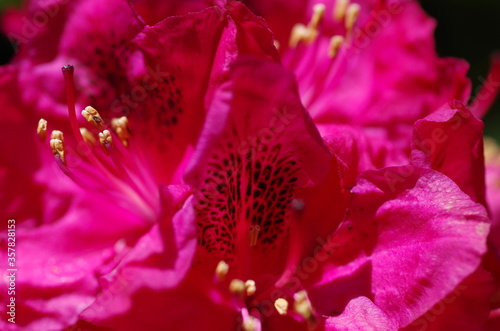 Close-up of beautiful bright pink rhododendron blossom. rhododendron flower. Isolated. Macro. Standalone.