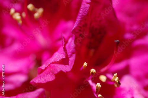 Close-up of beautiful bright pink rhododendron blossom. rhododendron flower. Isolated. Macro. Standalone.