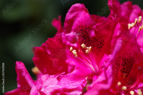 Close-up of beautiful bright pink rhododendron blossom. rhododendron flower. Isolated. Macro. Standalone.