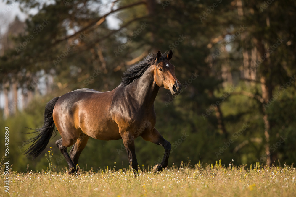 Fototapeta premium Braune Holsteiner Stute am Morgen auf der Weide