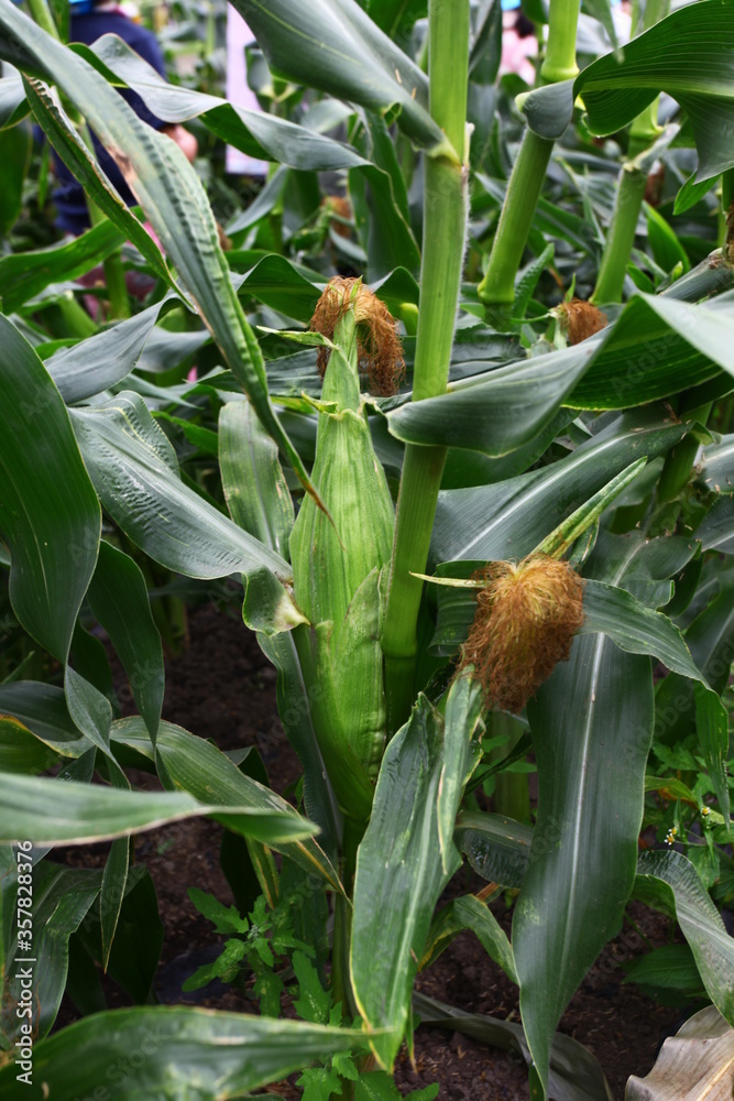 Obraz premium スイートコーン