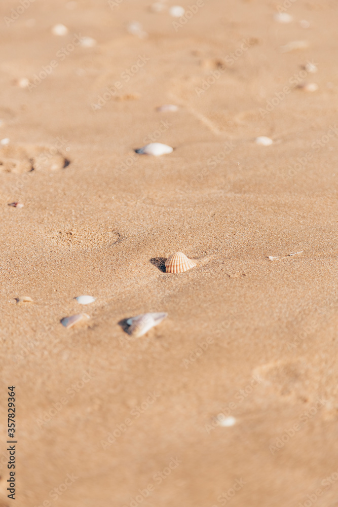 Shells on the seashore, place to travel and you relaxed Shells on the seashore, place to travel and you relaxed