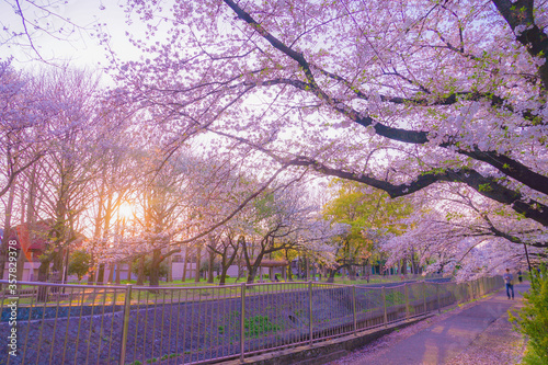 善福寺緑地公園の桜と夕景