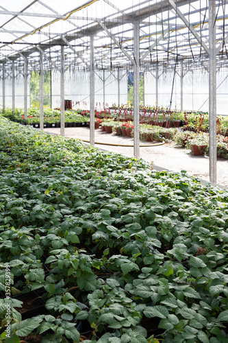 Canvastavla Young raspberry plants growing in a greenhouse, nursery