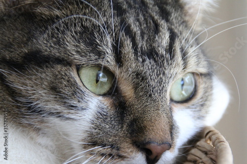 kot felinus zwierzeta futro oczy siersc zblizenie