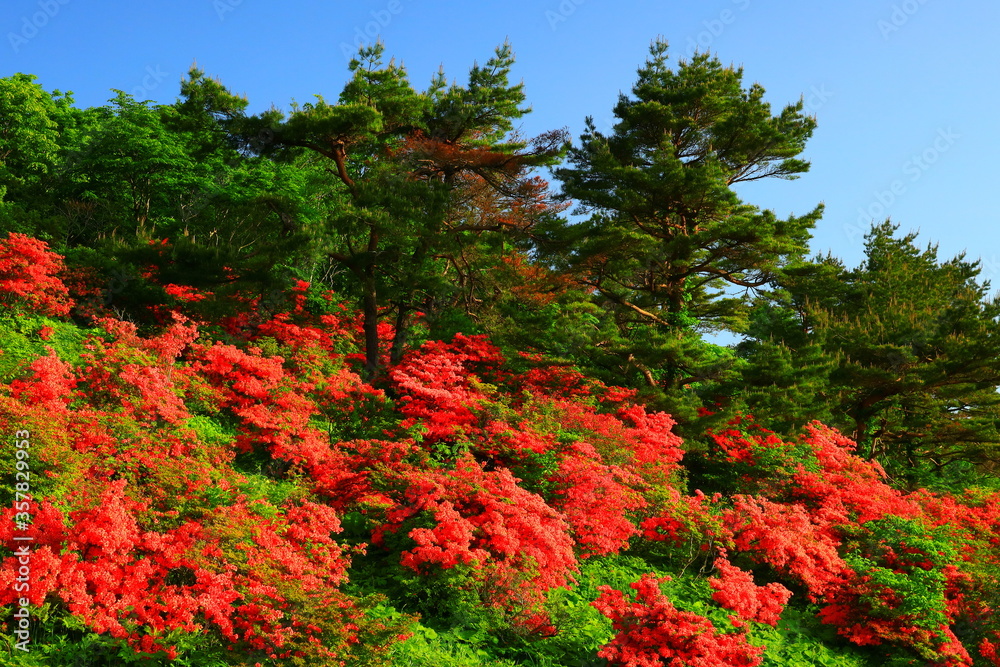 室根山のツツジ