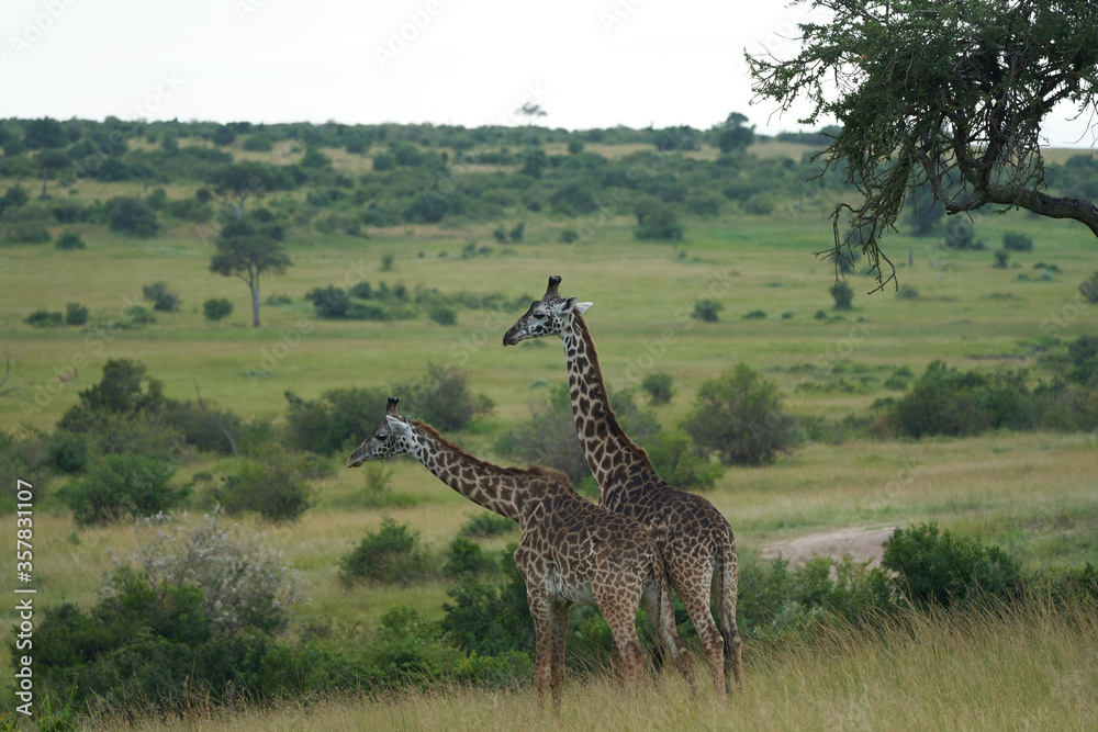 Fototapeta premium Giraffe Africa Giraffa Safari Big Five Africa