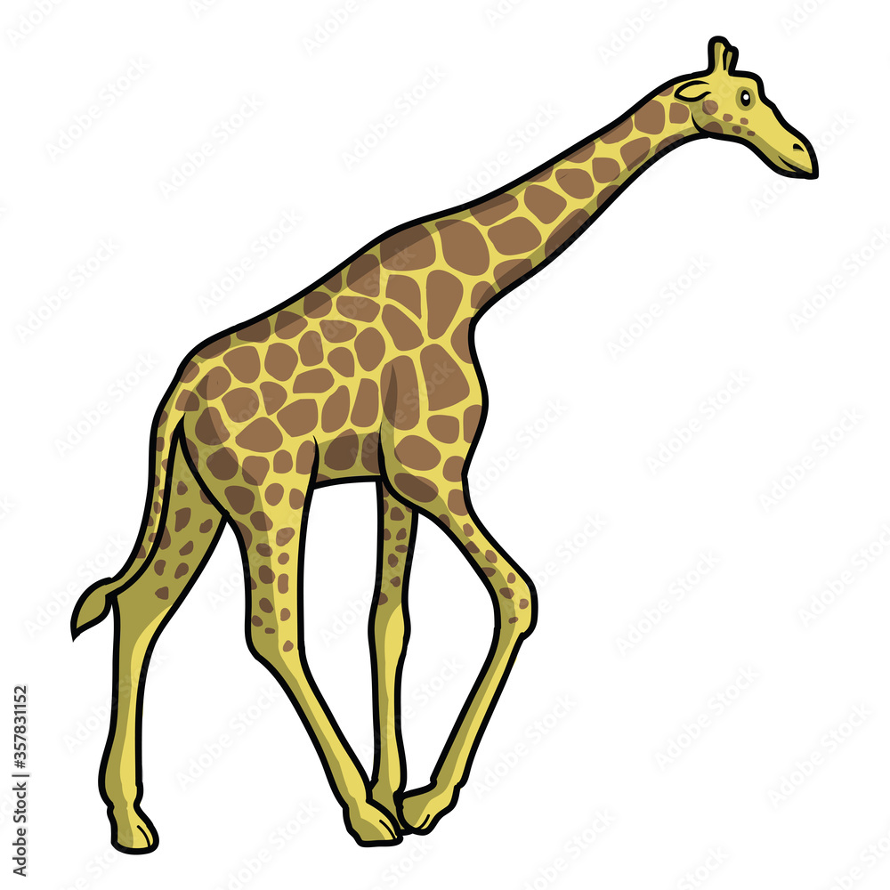 Obraz premium Isolated single giraffe