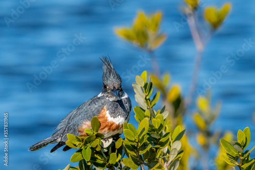 A female Belted Kingfisher (Megaceryle alcyon) perched over water in Florida, USA. photo