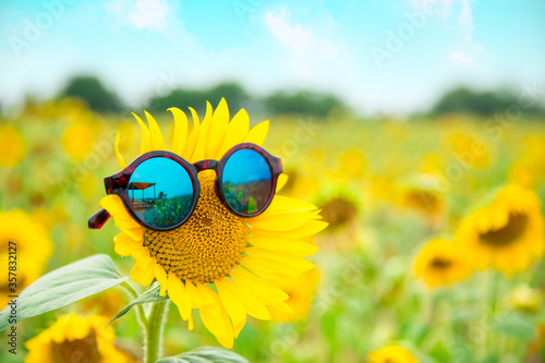 close up of blooming sunflowers wearing sunglasses among the fields on the sunny day with clear blue sky. fun idea of smiling human face on sunflower.