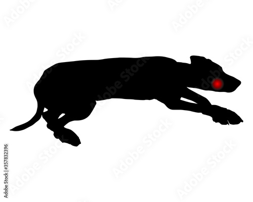 Hund mit Zahnschmerzen