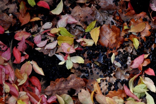 autumn leaves on the black background