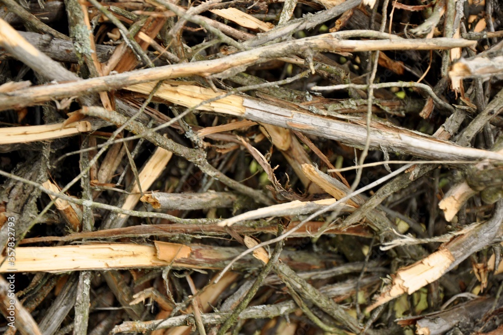 thin branches on the ground thin branches on the ground