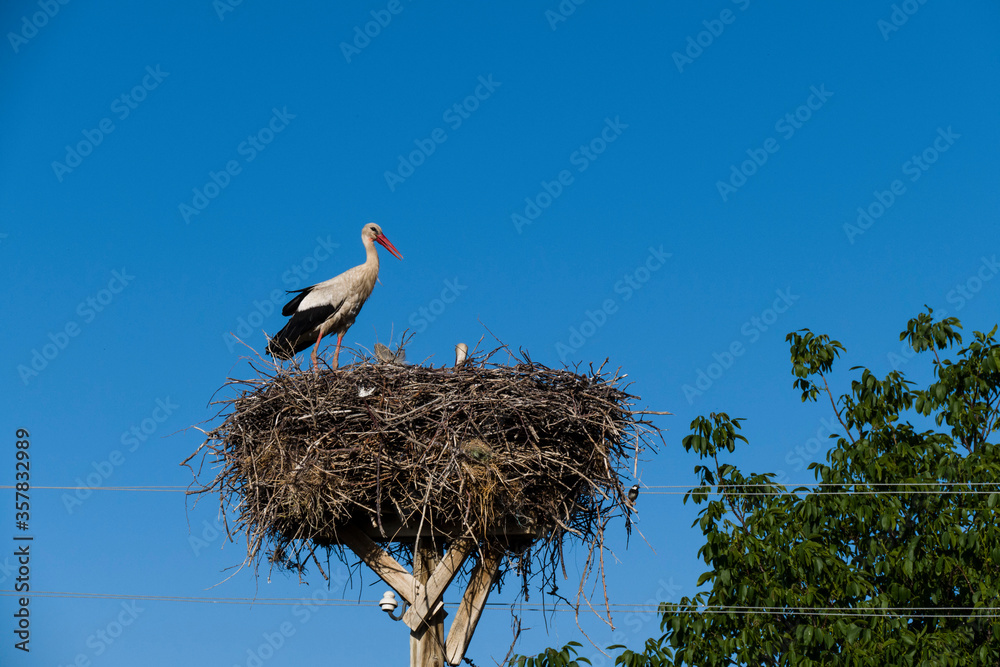 Fototapeta premium a couple of storks in the nest, during the incubating period the stork and his wife are in the nest,
