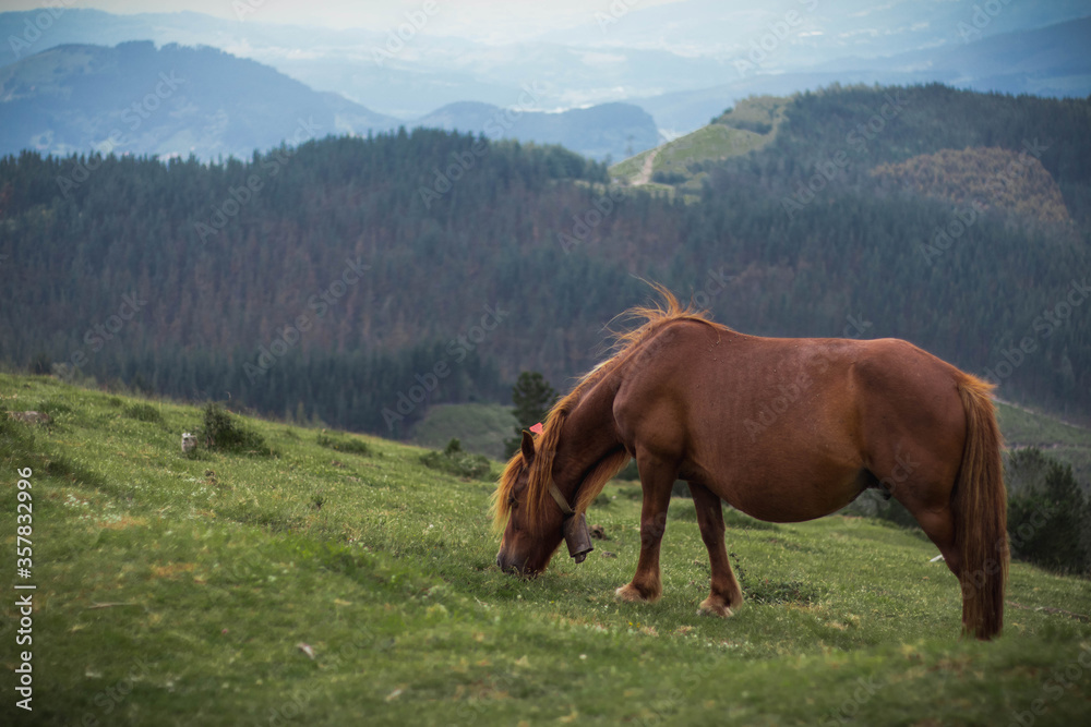 Naturaleza en la montaña