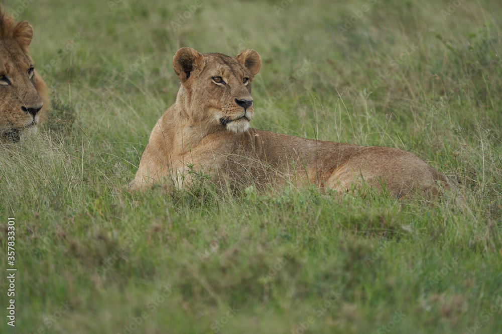 Fototapeta premium Lion and Lioness Kenya Safari Savanna Mating