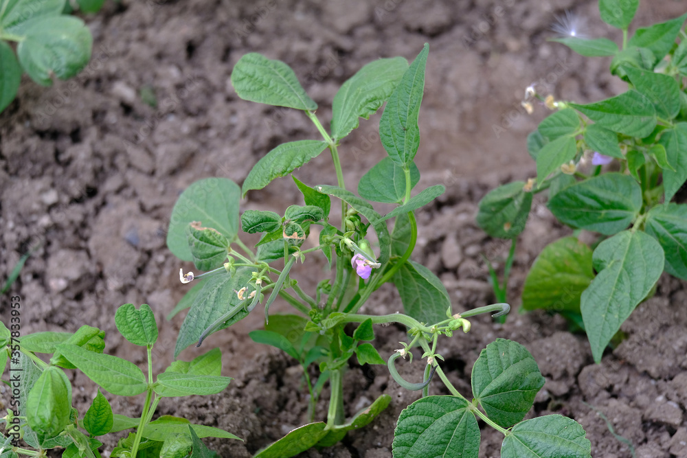 fresh green bean plant blooming in organic hobby garden, fresh green bean plant blooming in organic hobby garden,