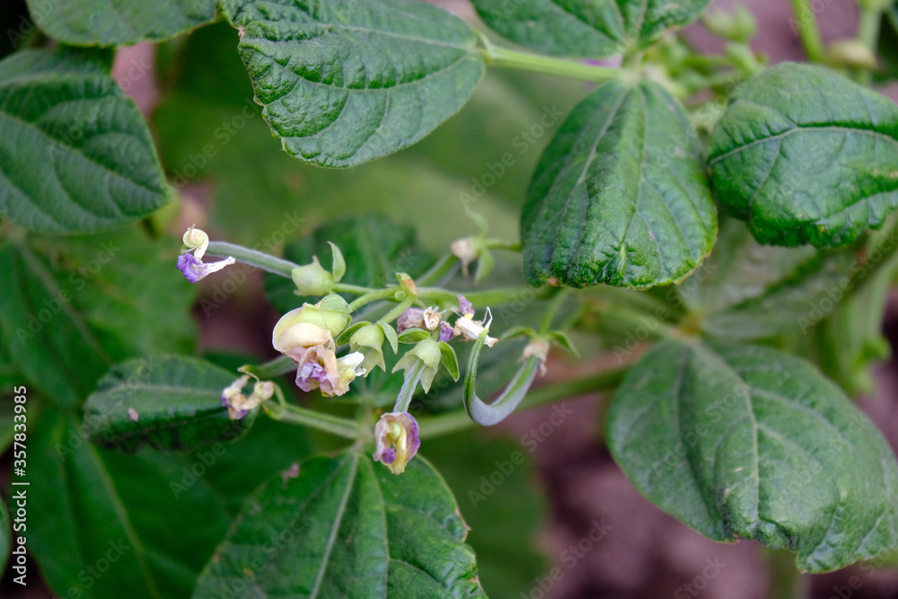 fresh green bean plant blooming in organic hobby garden, fresh green bean plant blooming in organic hobby garden,