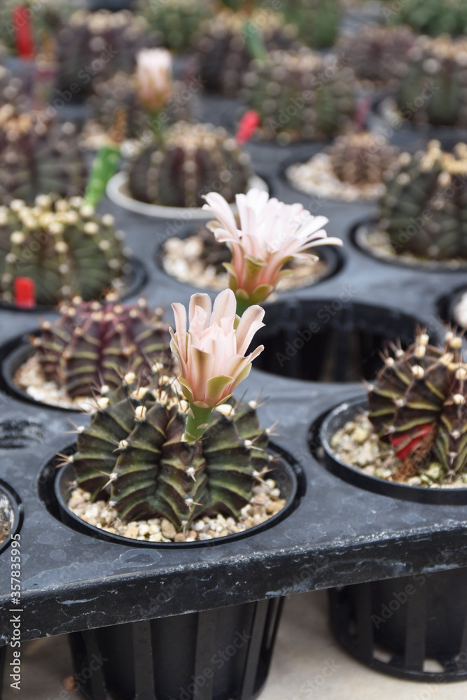 Many  cactus planted in a farm at Thamaka Kanchanaburi Thailand.