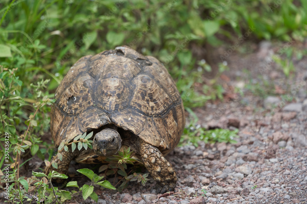Leopard tortoise Stigmochelys pardalis Africa Kenya Tanzania large and attractively marked found in the savannas Leopard tortoise Stigmochelys pardalis Africa Kenya Tanzania large and attractively marked found in the savannas