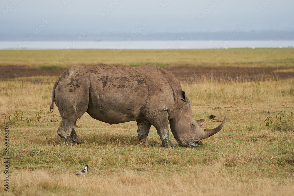 Fototapeta premium Rhino Baby and Mother- Rhinoceros with Bird White rhinoceros Square-lipped rhinoceros Ceratotherium simum 