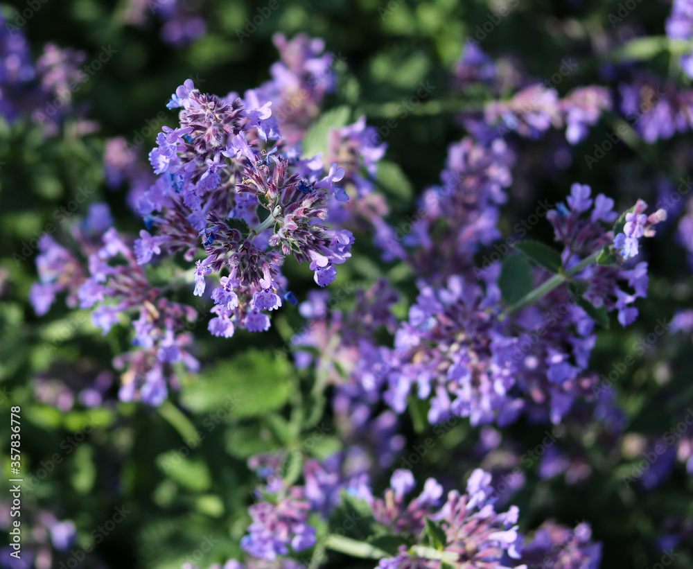 purple flowers in a flower bed close up purple flowers in a flower bed close up