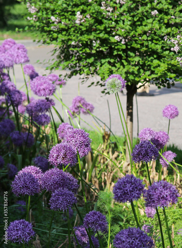 spherical purple flowers in a flower bed close up