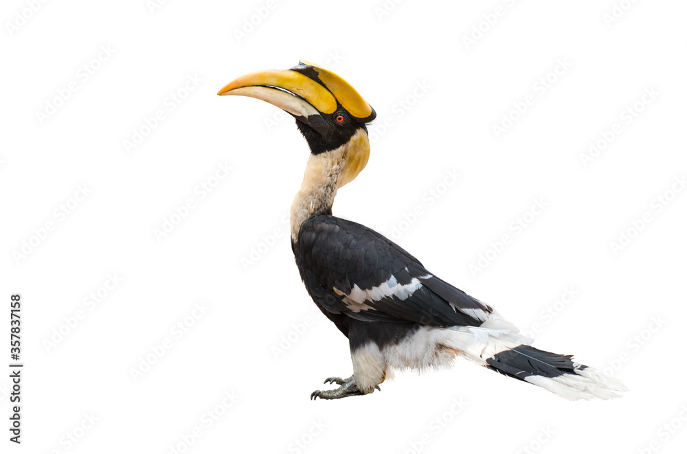 Obraz premium The Great Hornbill on white background.