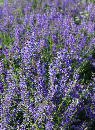 purple flowers in a flower bed close up