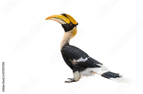 The Great Hornbill on white background. photo