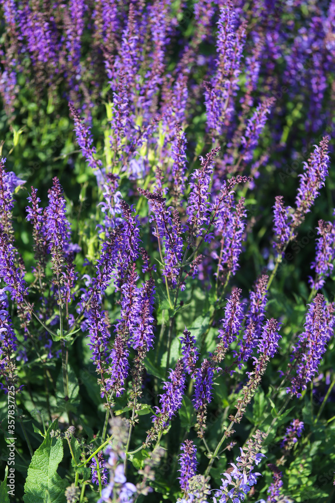 purple flowers in a flower bed close up purple flowers in a flower bed close up